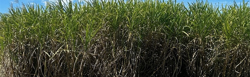 2. Photo of Sugar Cane.jpg